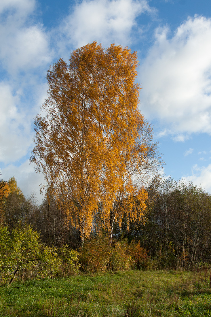 Изображение особи Betula pendula.