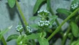 Valerianella turgida. Верхушки побегов с соцветиями. Крым, Севастополь р-н бух. Круглая (Омега). 10.04.2018.