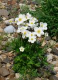 Anemone sylvestris