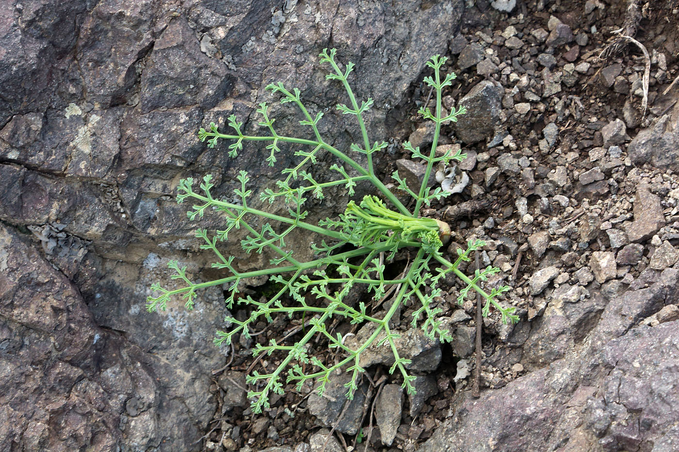 Image of Ferula tschimganica specimen.