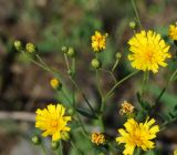 Hieracium