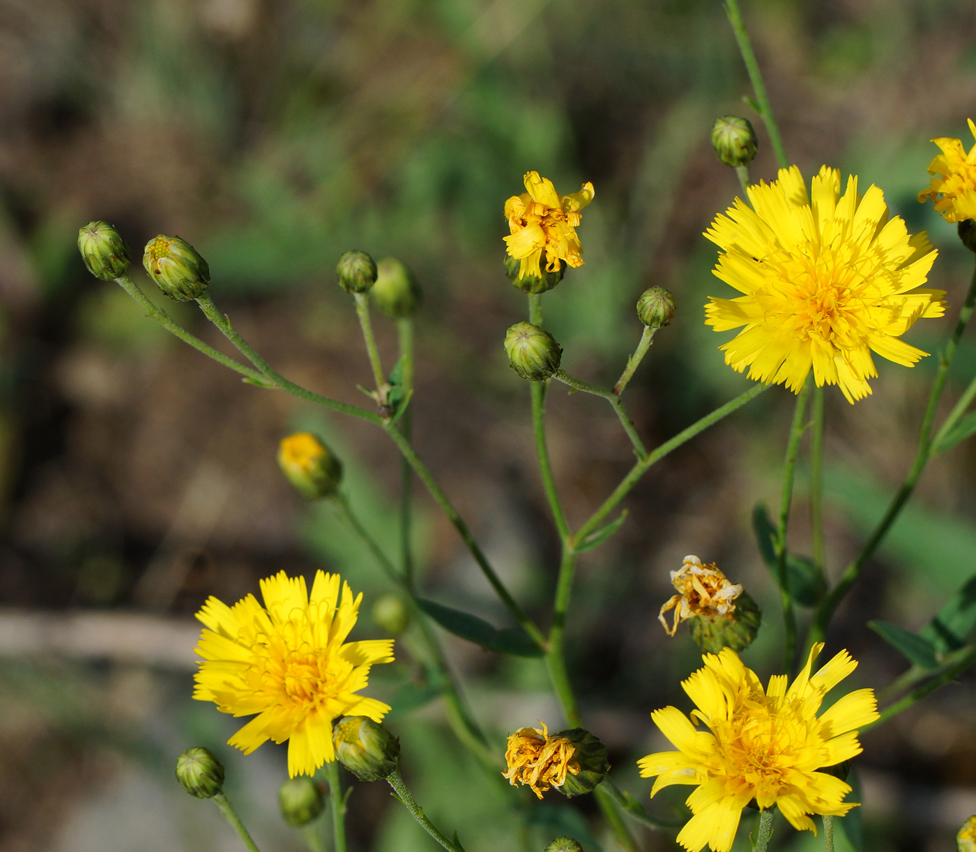 Изображение особи род Hieracium.