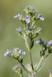 Nepeta parviflora. Верхушка растения с соцветиями. Ростовская обл., Каменский р-н, окр. хут. Масаловка, меловой склон. 27.05.2018.