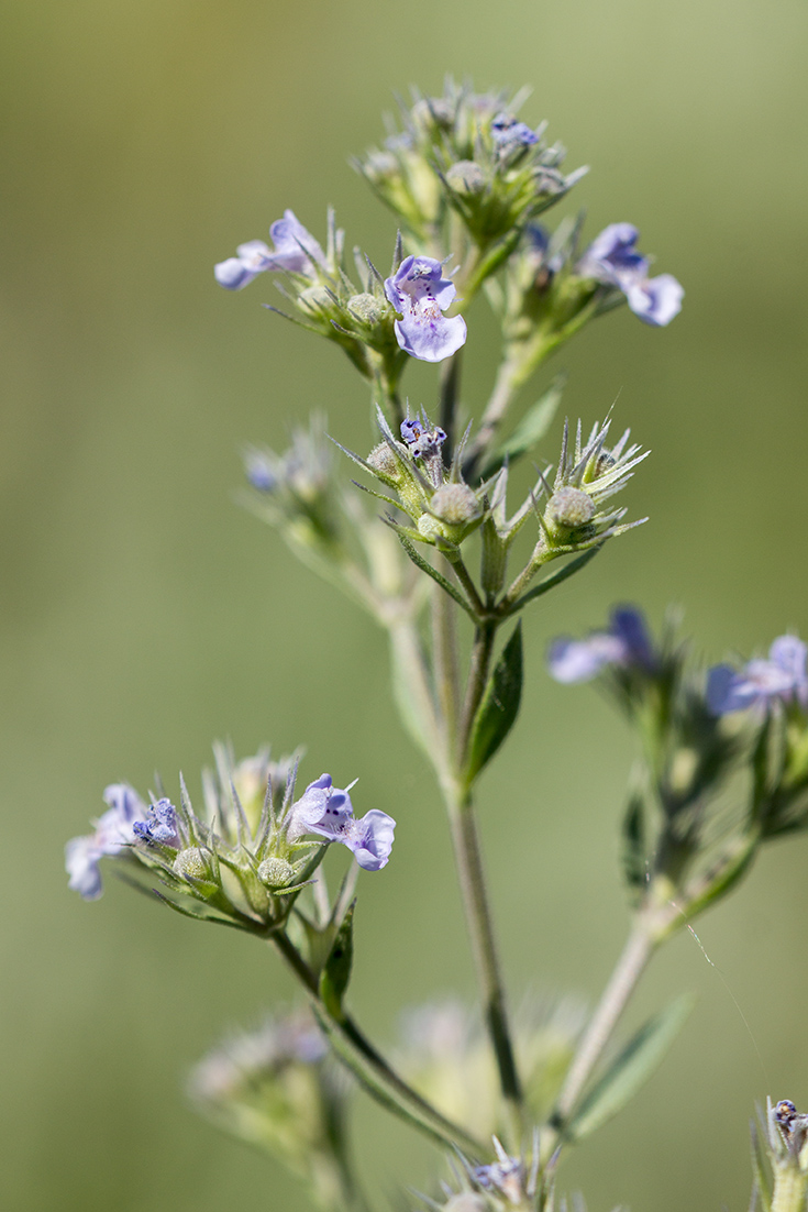 Image of Nepeta parviflora specimen.