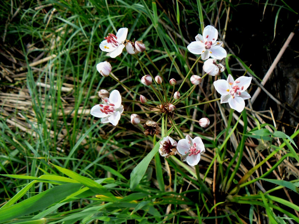 Image of Butomus umbellatus specimen.