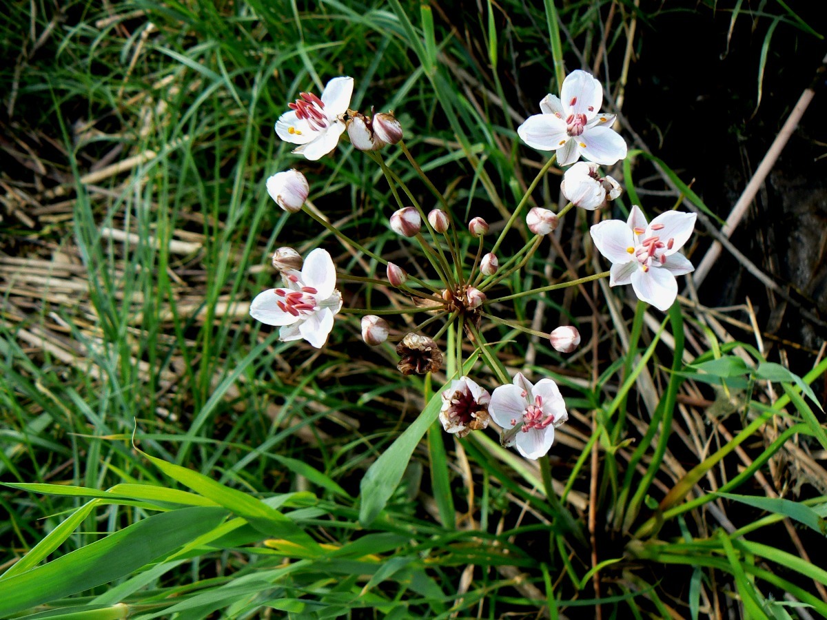 Изображение особи Butomus umbellatus.