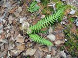 Polypodium sibiricum