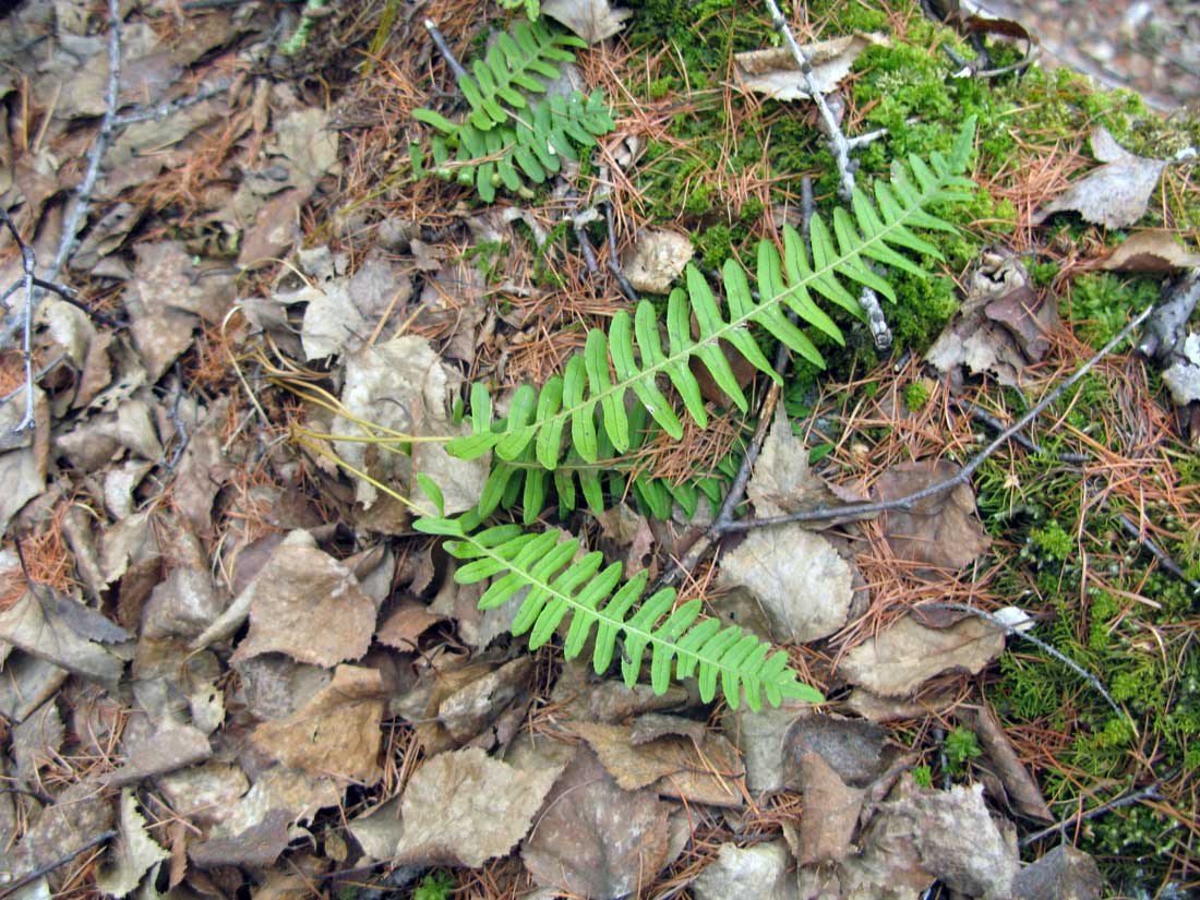 Изображение особи Polypodium sibiricum.