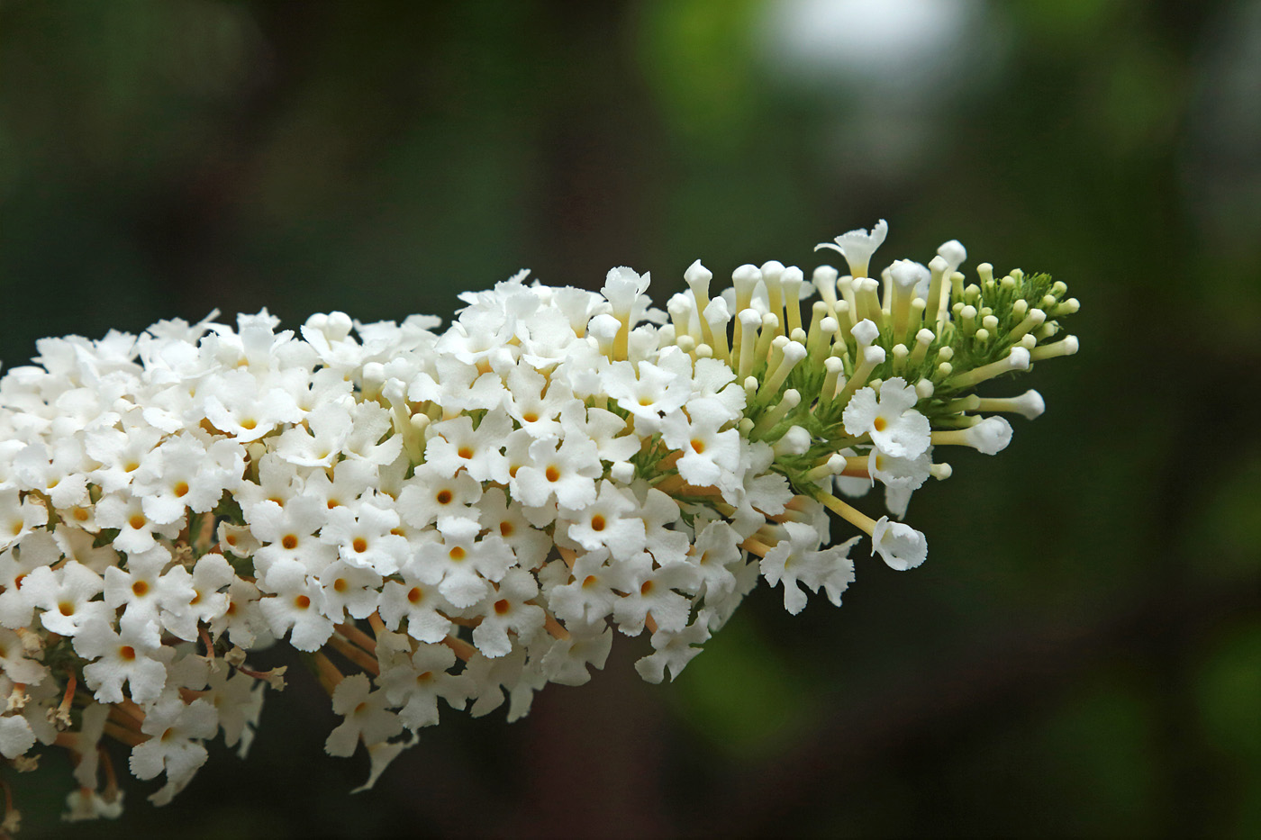 Image of Buddleja davidii specimen.
