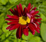 Pyrethrum coccineum