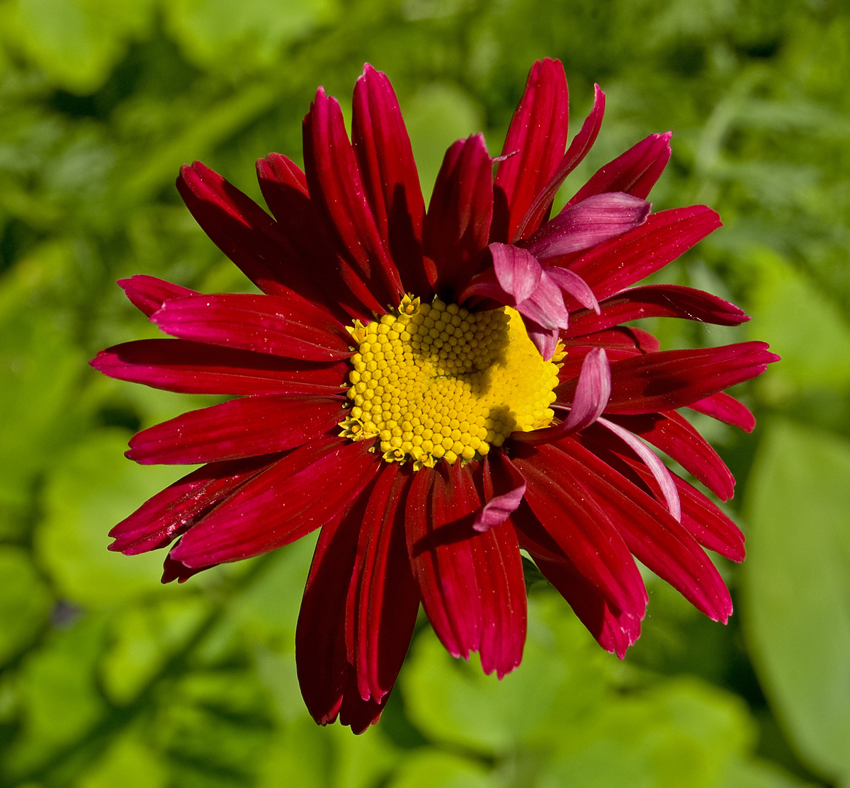 Изображение особи Pyrethrum coccineum.