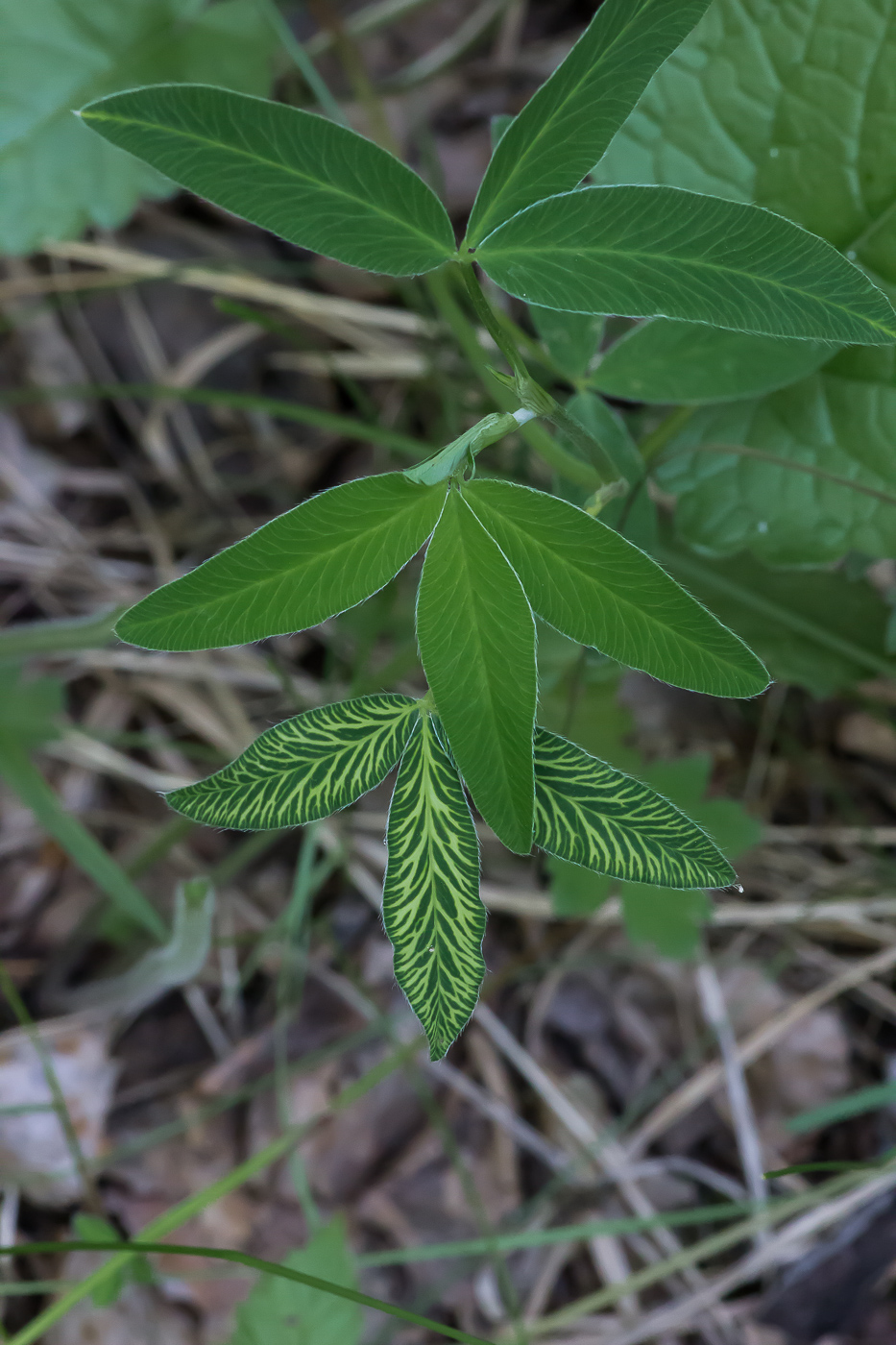 Image of Trifolium medium specimen.