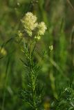 Thalictrum lucidum