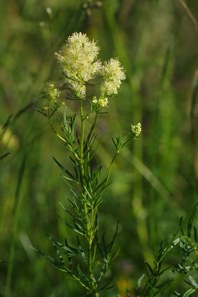 Image of Thalictrum lucidum specimen.