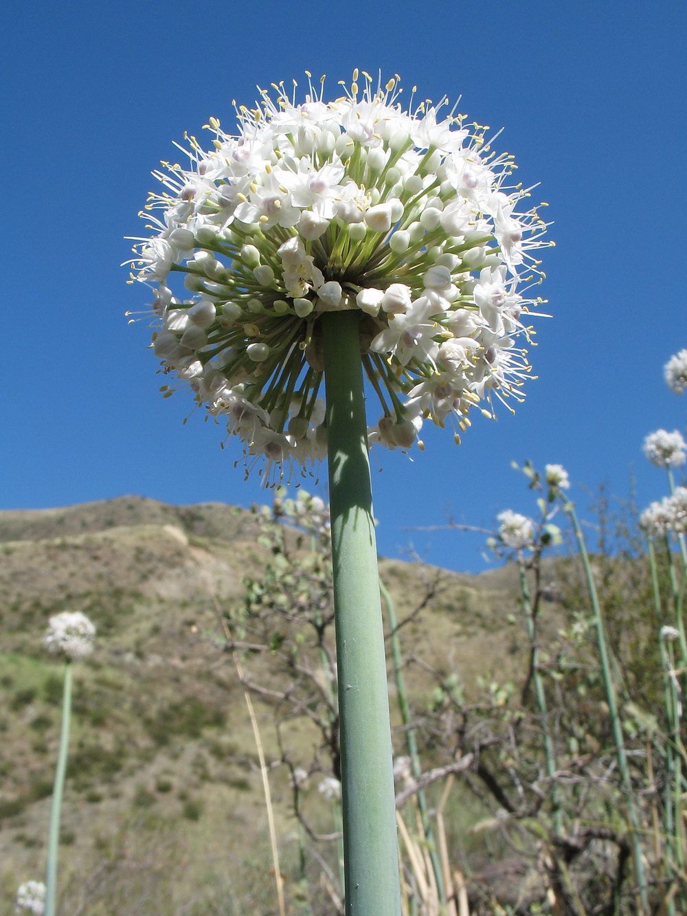 Изображение особи Allium galanthum.