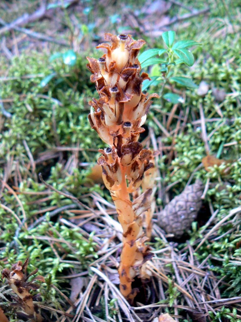 Изображение особи Hypopitys monotropa.