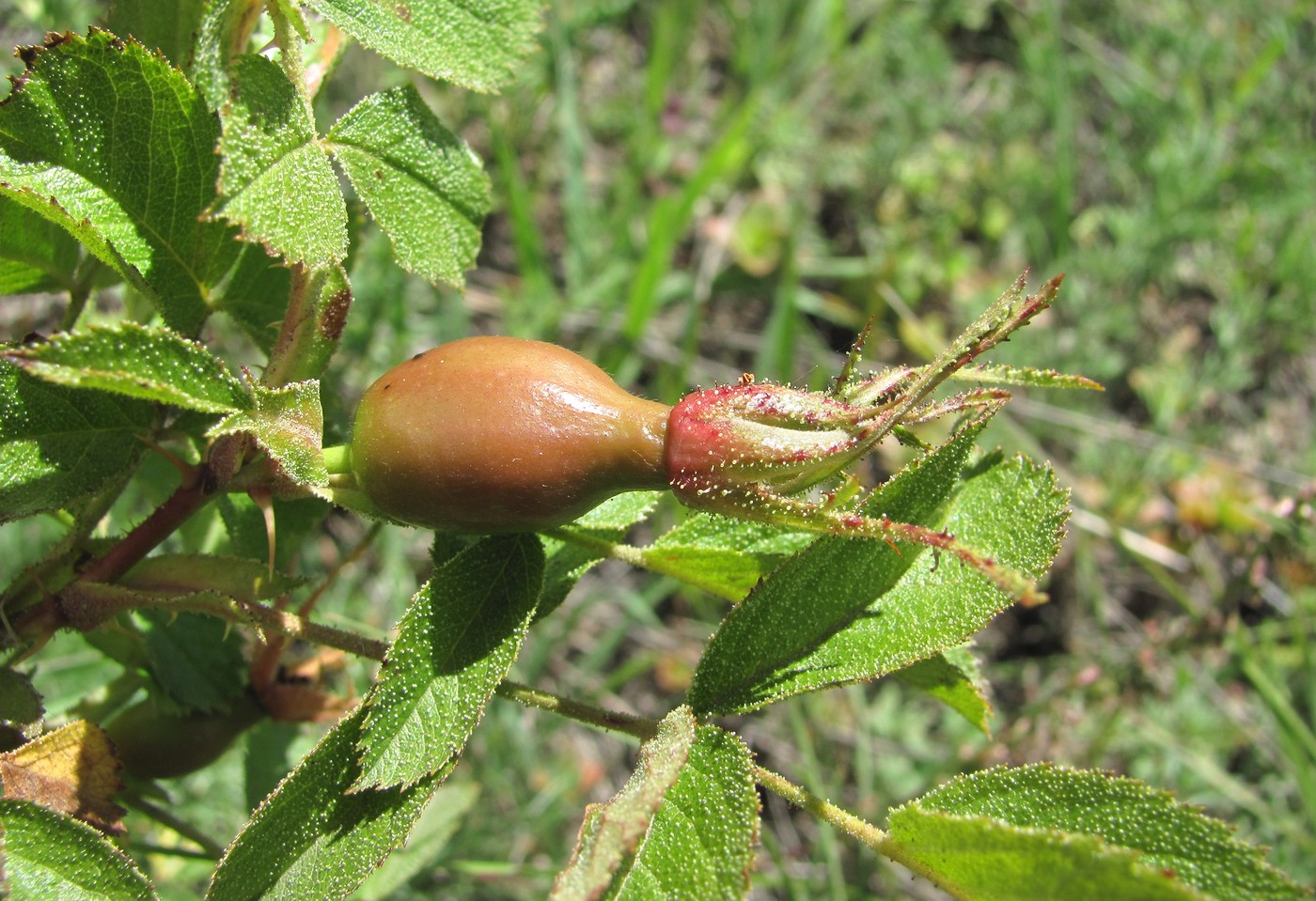 Изображение особи Rosa pulverulenta.