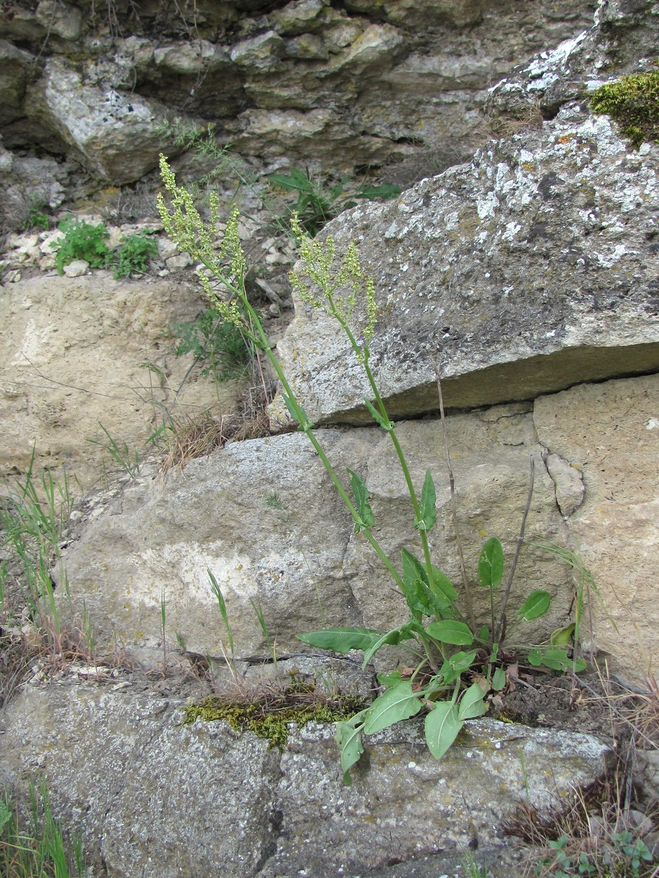 Изображение особи Rumex acetosa.