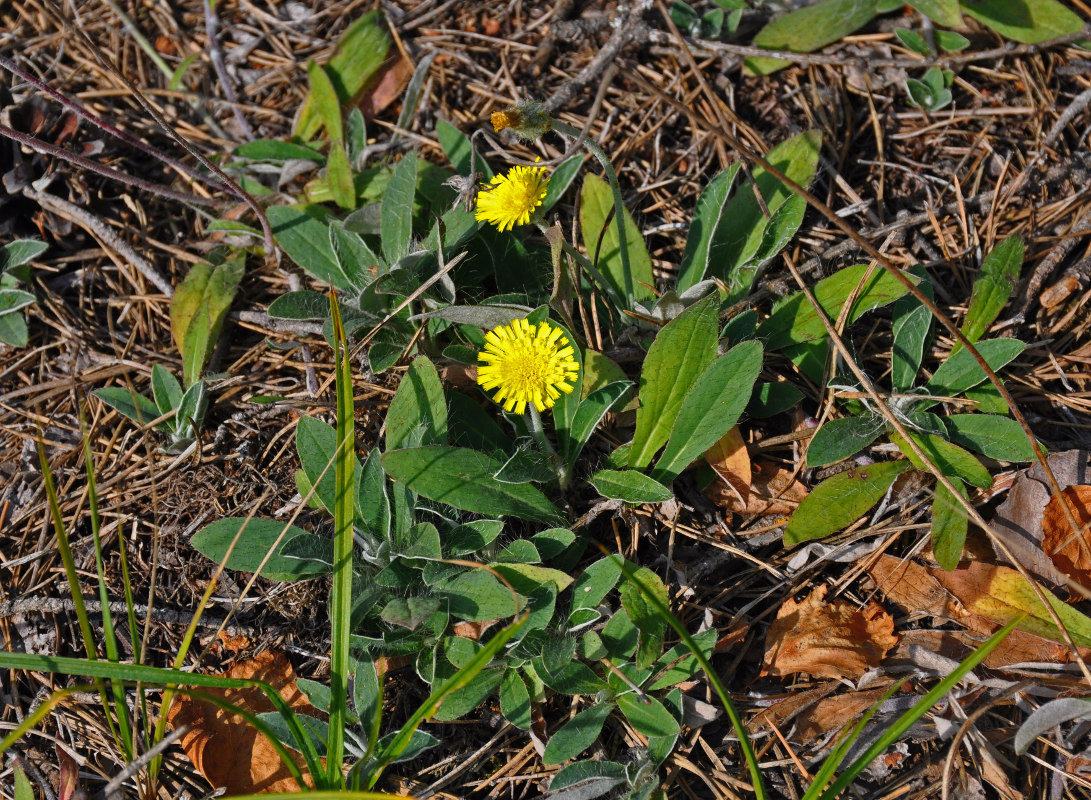 Изображение особи Pilosella officinarum.