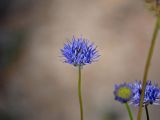 Jasione montana