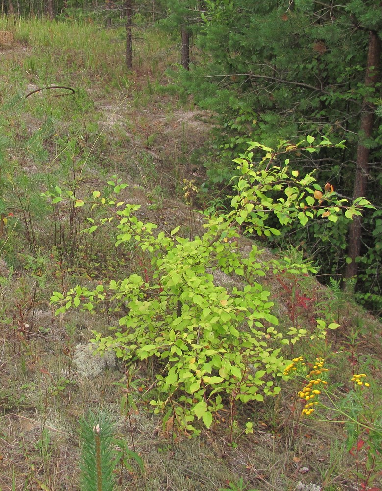 Image of genus Malus specimen.