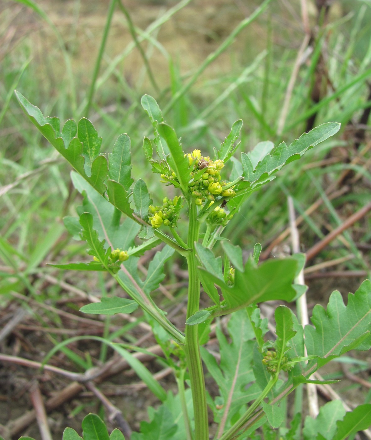 Image of Rorippa palustris specimen.