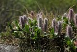 Salix saxatilis