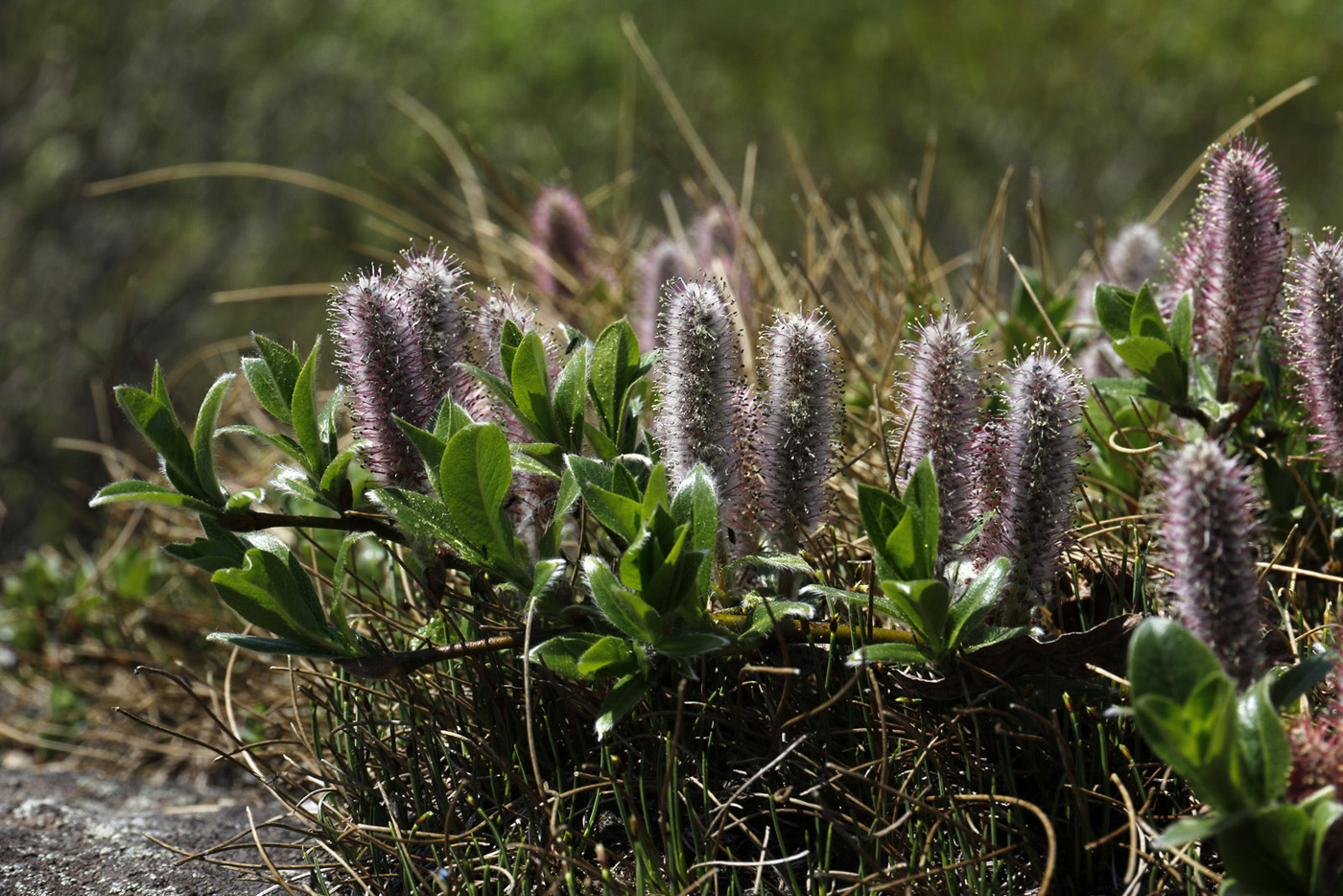 Изображение особи Salix saxatilis.