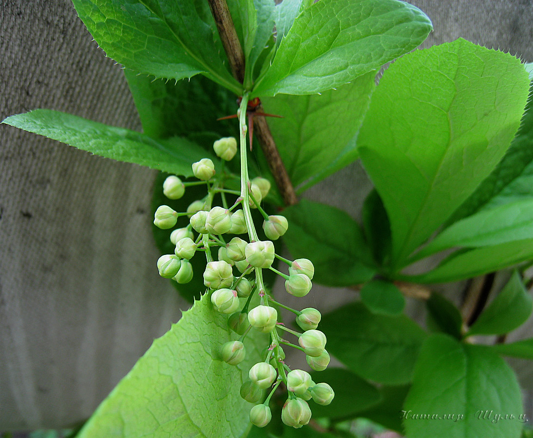Image of Berberis amurensis specimen.
