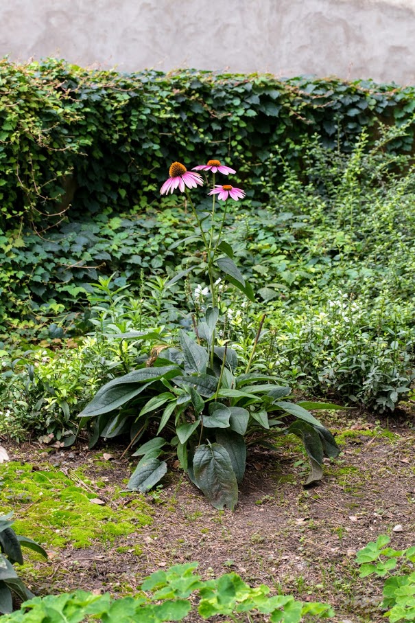 Image of Echinacea purpurea specimen.