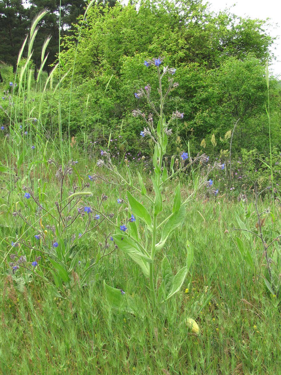 Изображение особи Anchusa azurea.