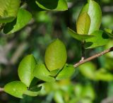 &times; Sorbaronia mitschurinii