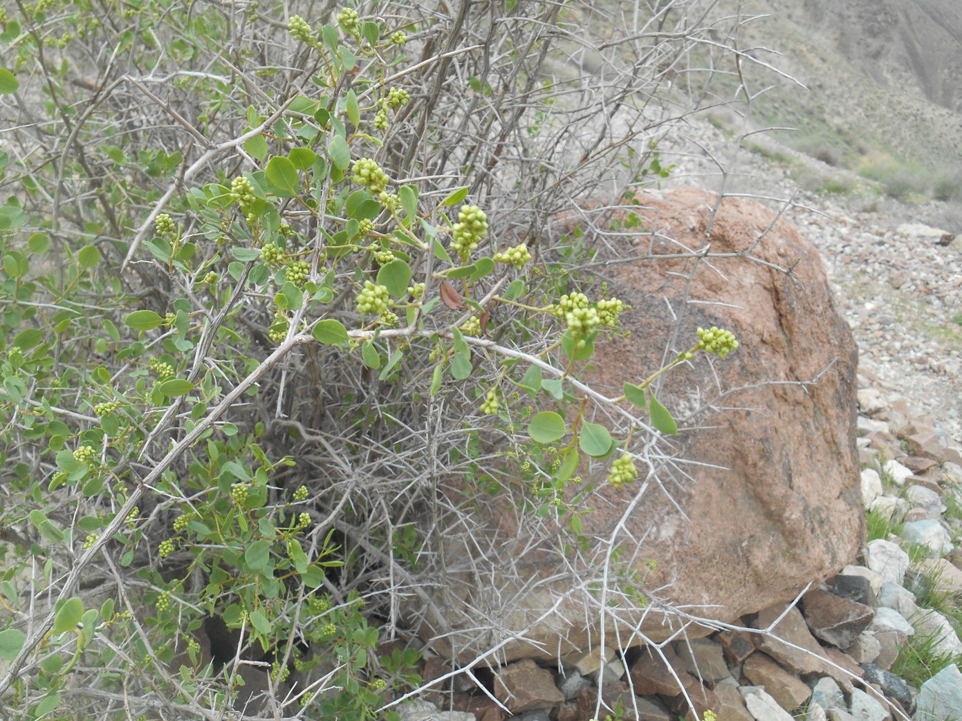 Image of Atraphaxis pyrifolia specimen.