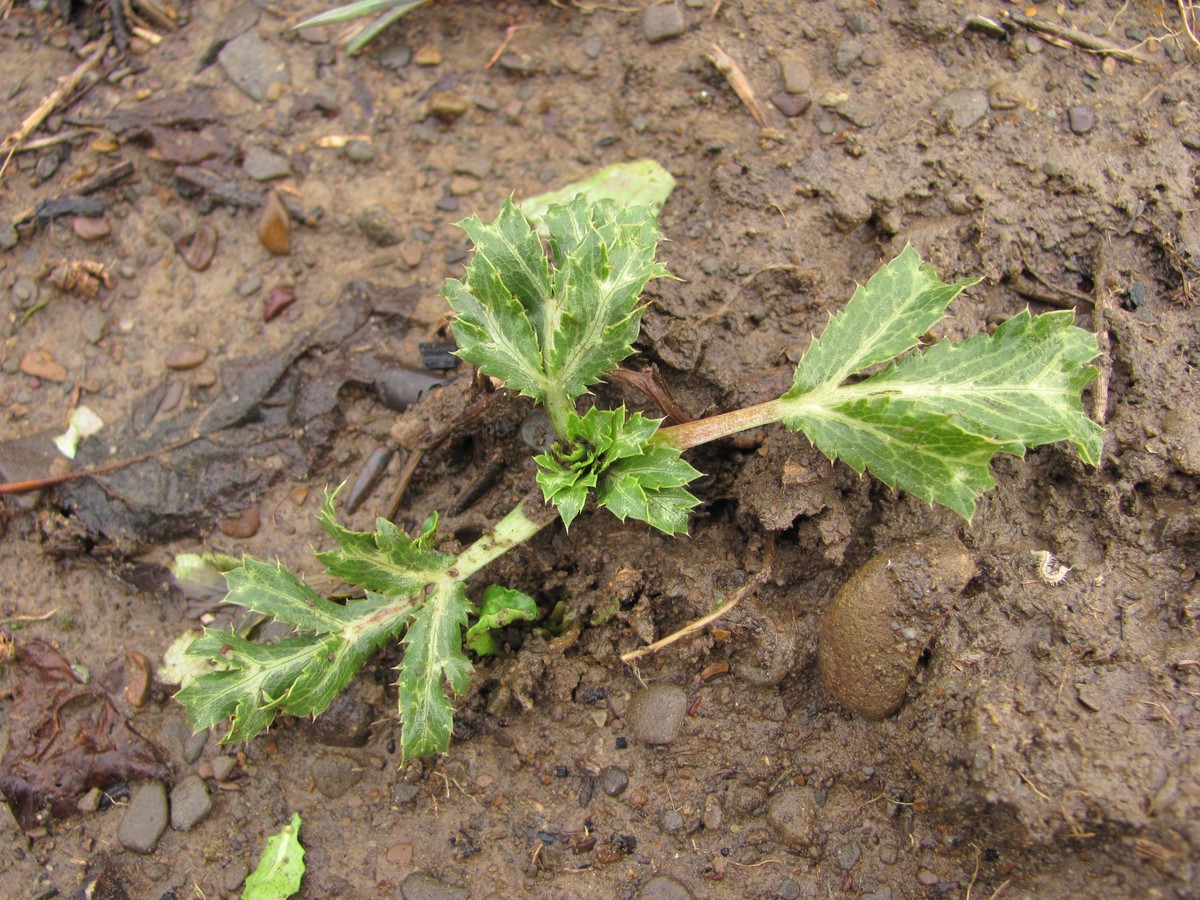 Изображение особи Eryngium campestre.