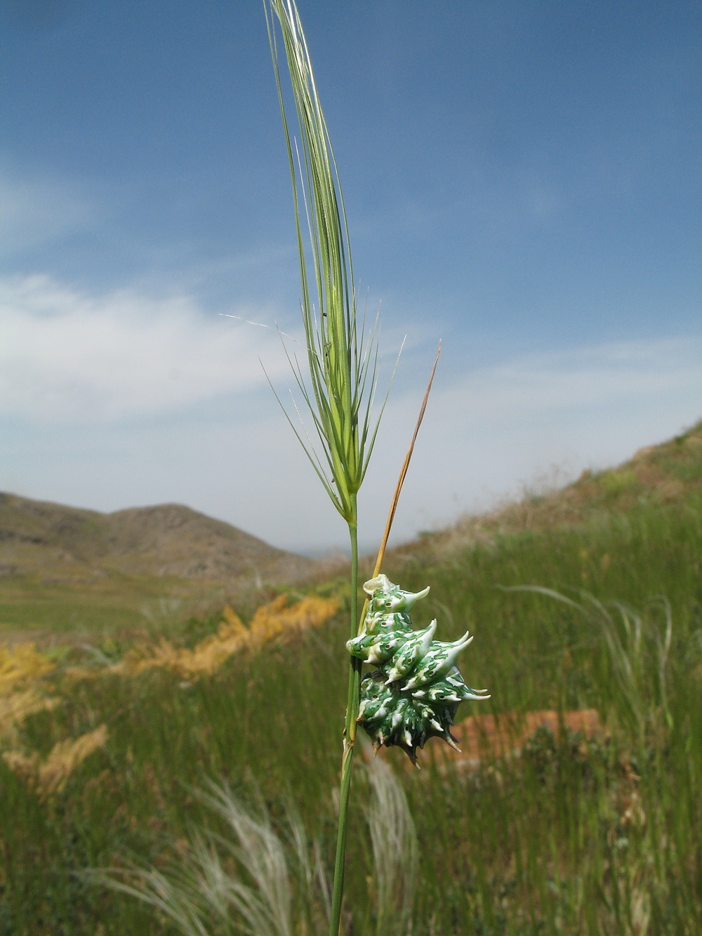 Image of Taeniatherum crinitum specimen.