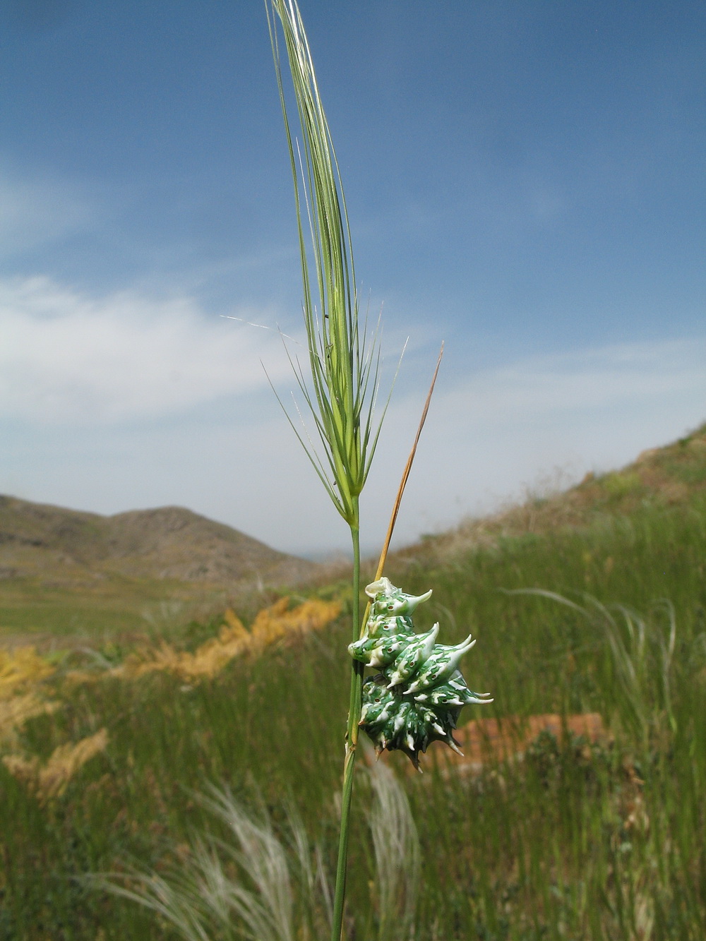 Изображение особи Taeniatherum crinitum.