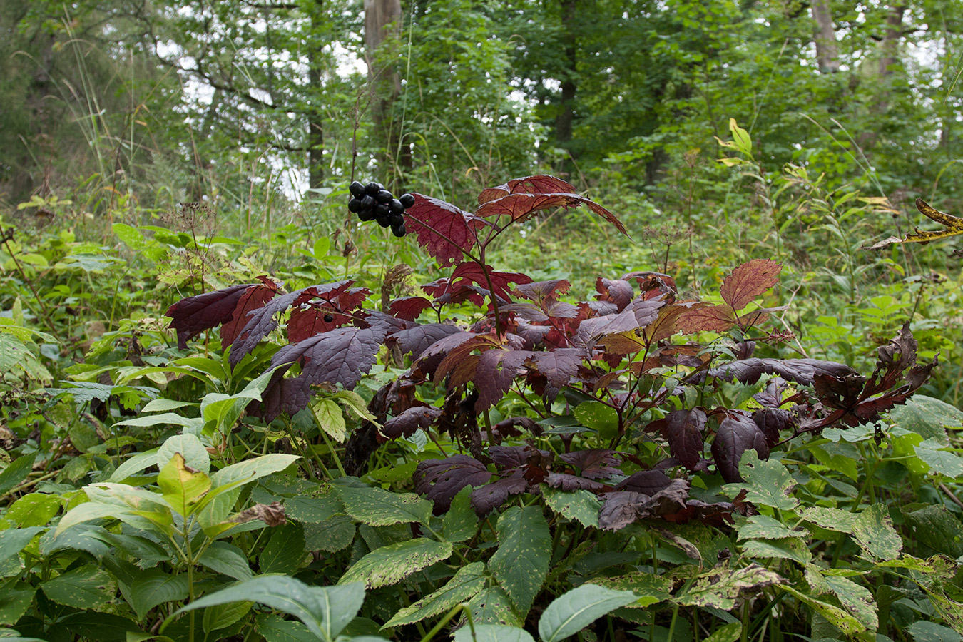 Image of Actaea spicata specimen.