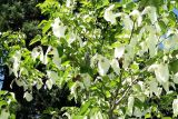 Davidia involucrata разновидность vilmoriniana. Часть кроны цветущего дерева. Крым, Южный Берег, Партенит, парк ЛОК \"Айвазовское\". 30.04.2018.