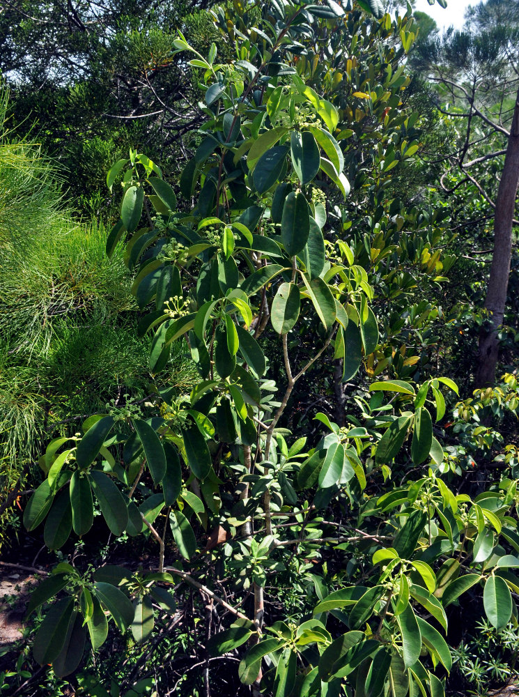 Image of Ilex cymosa specimen.