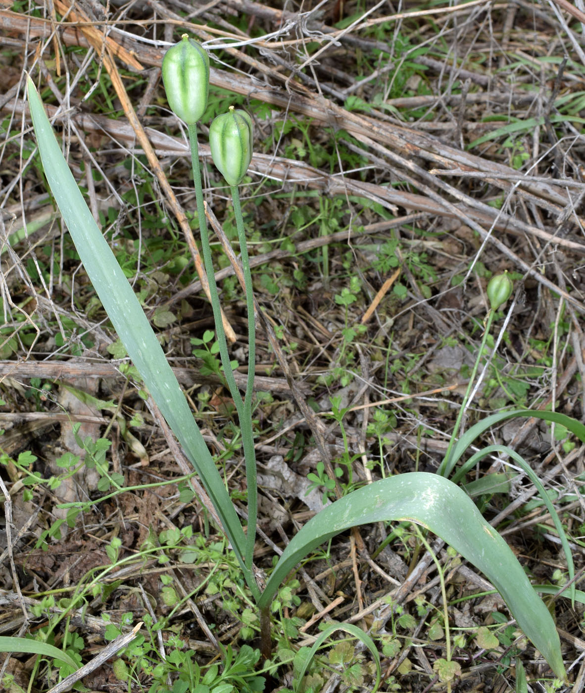 Изображение особи Tulipa bifloriformis.