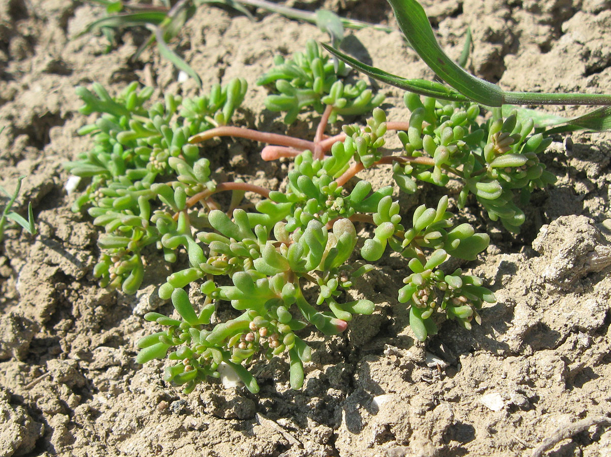 Image of Tetradiclis tenella specimen.