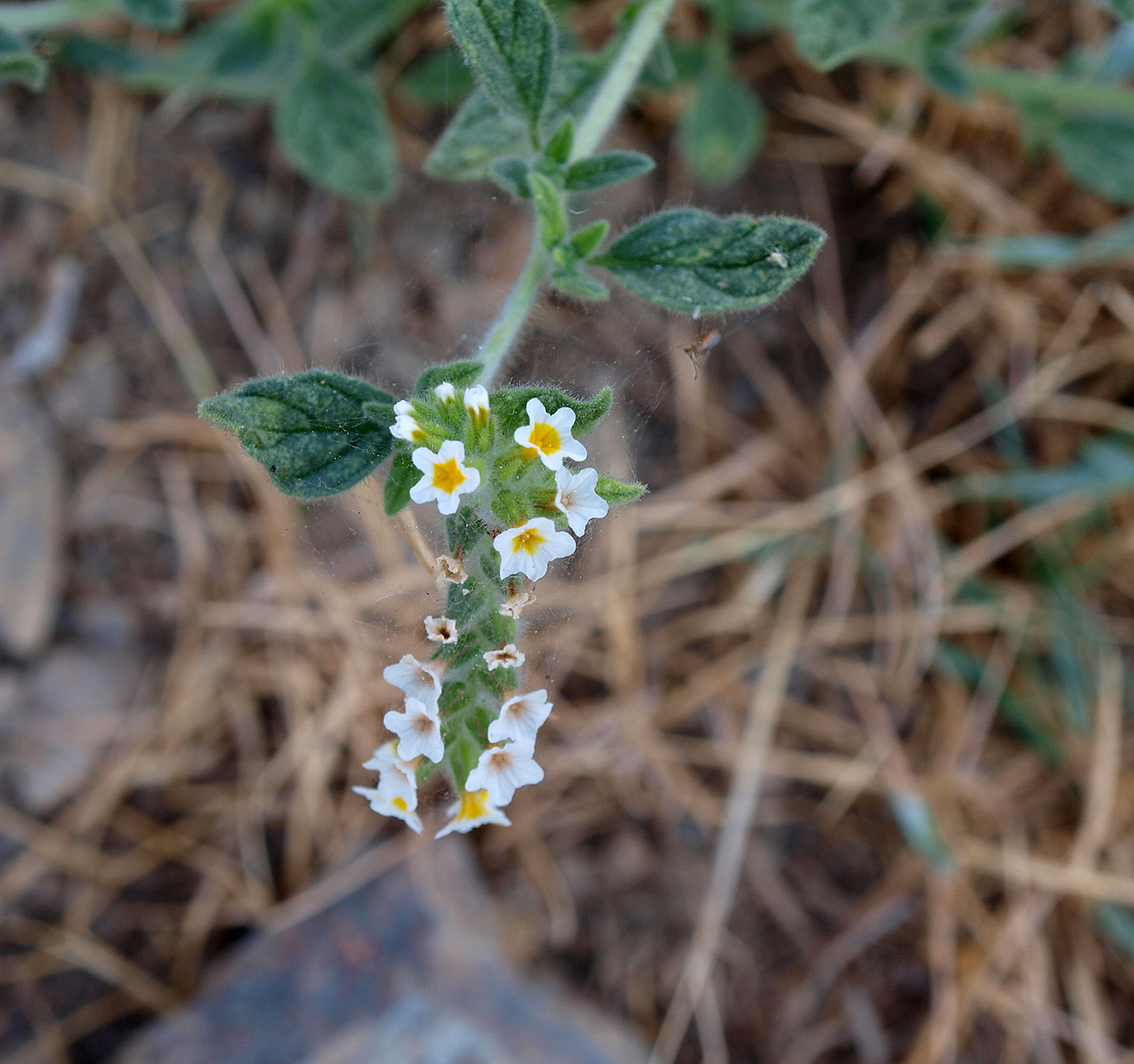 Image of Heliotropium hirsutissimum specimen.