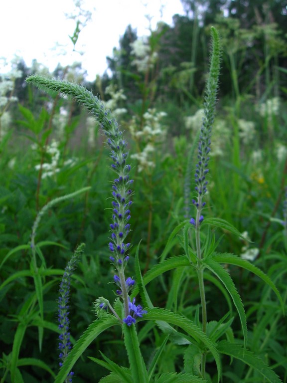 Image of Veronica longifolia specimen.