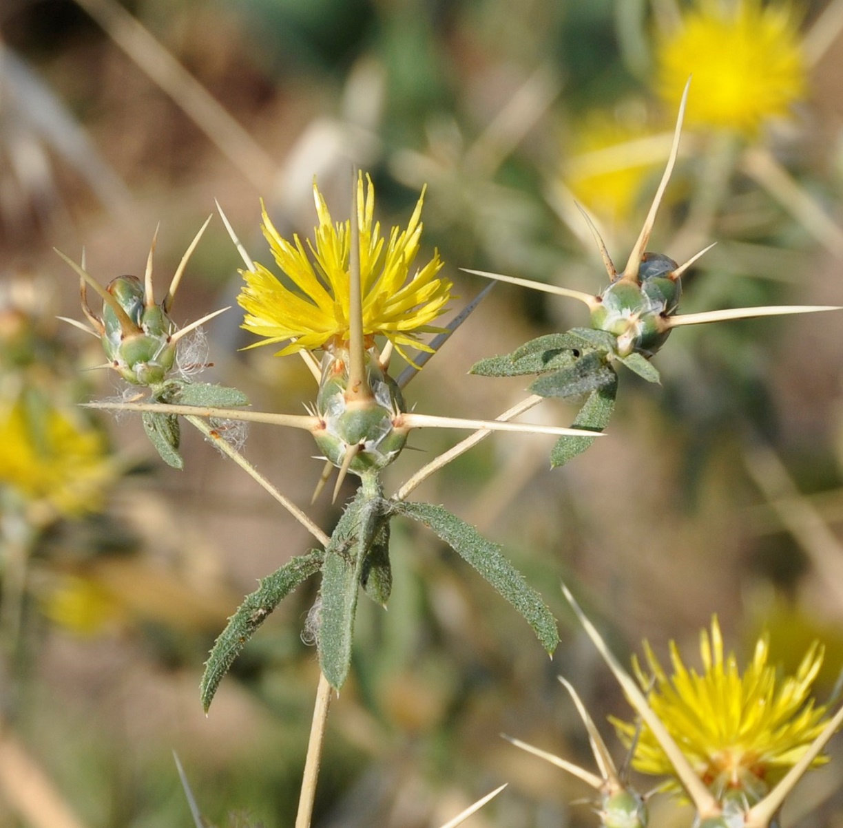 Изображение особи Centaurea hyalolepis.