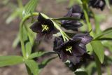 Fritillaria camschatcensis