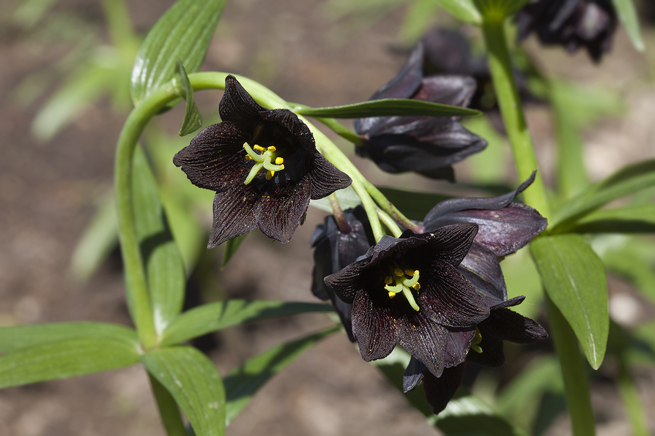 Изображение особи Fritillaria camschatcensis.