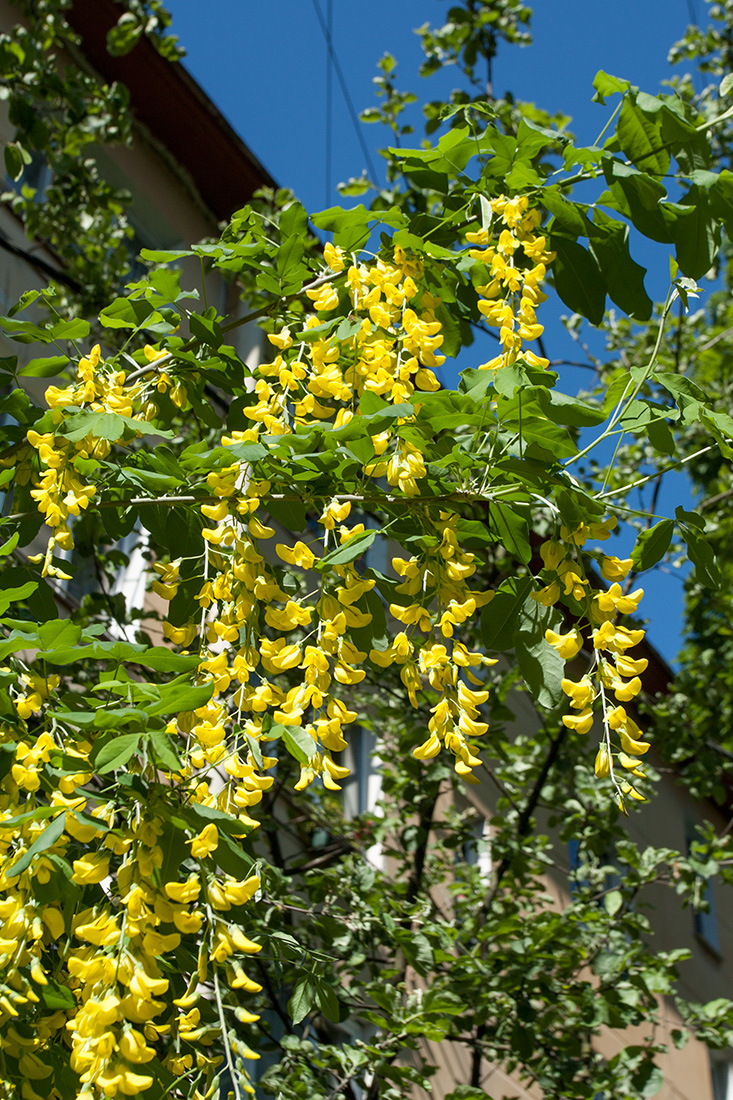 Изображение особи Laburnum anagyroides.