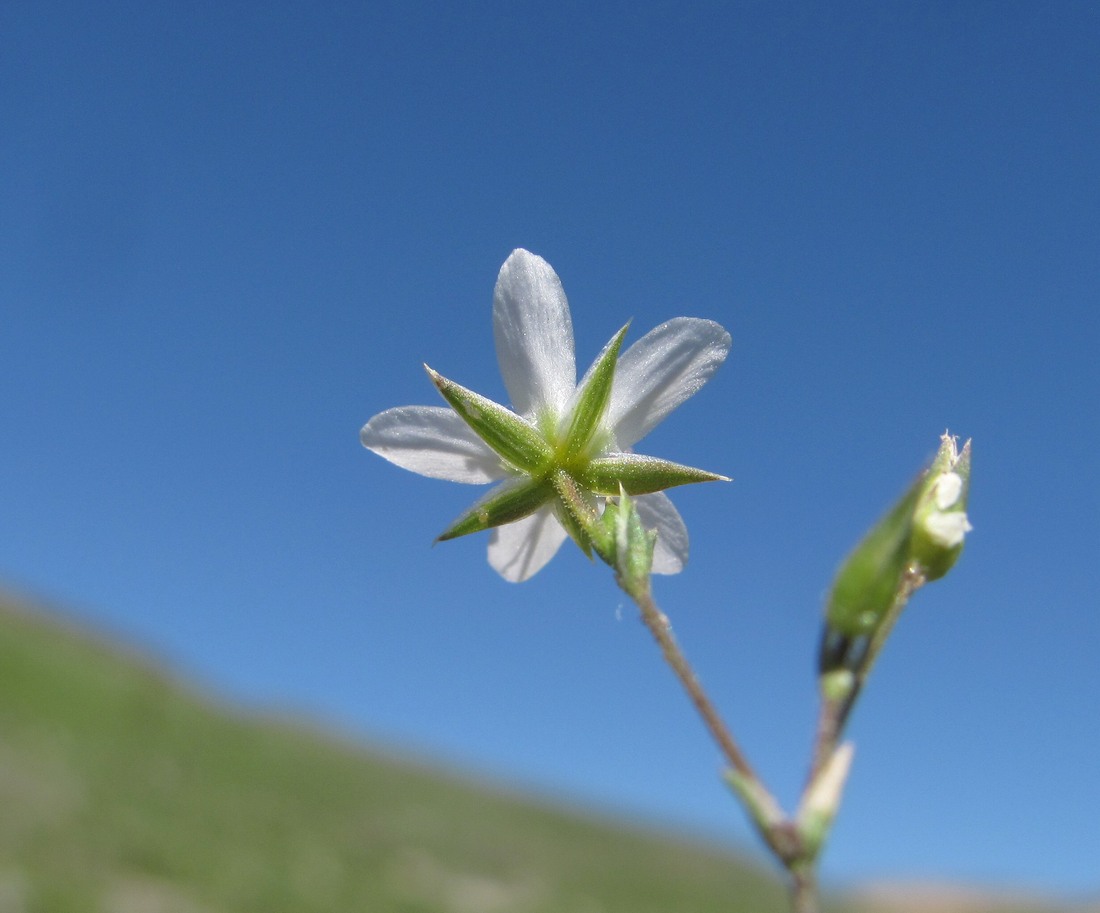 Image of Minuartia oreina specimen.