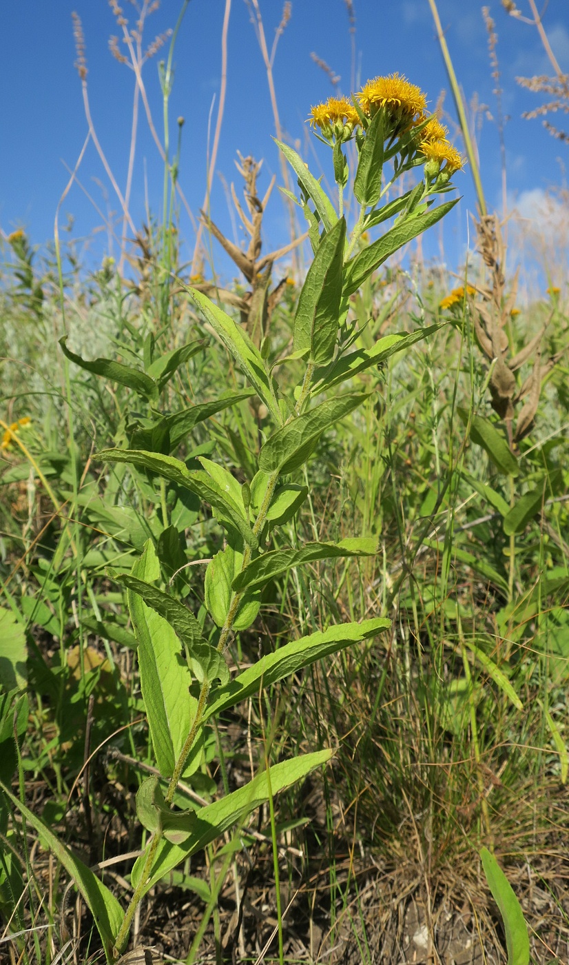 Image of Inula germanica specimen.