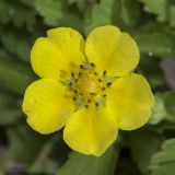 Potentilla reptans. Цветок. Крым, Бахчисарайский р-н, с. Новоульяновка, открытый каменистый берег водохранилища. 05.07.2019.